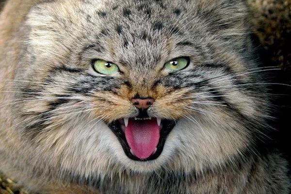 manul_5.webp