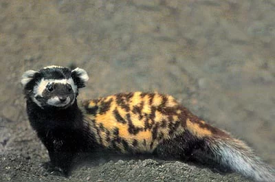 Marbled_polecat.webp