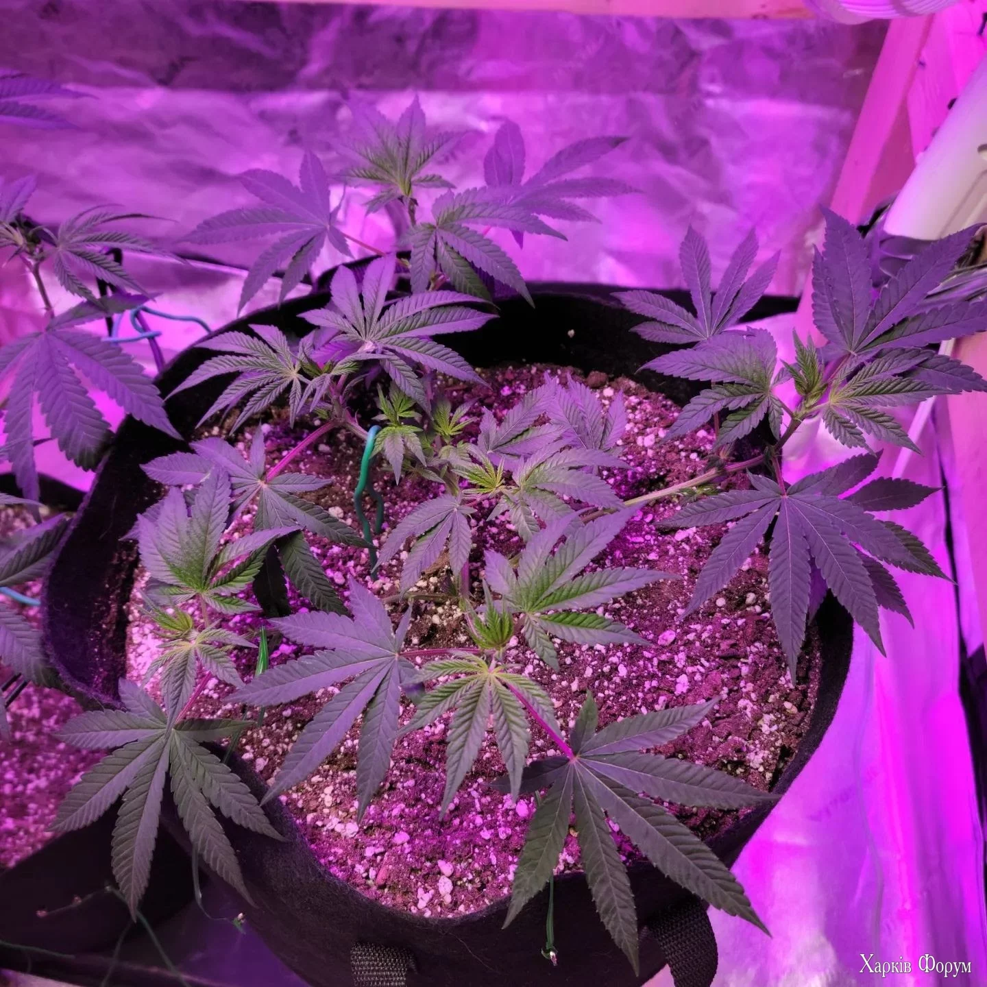 marihuana_v_indore.jpg