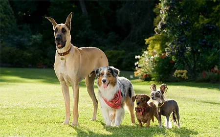 marmaduke_02.webp