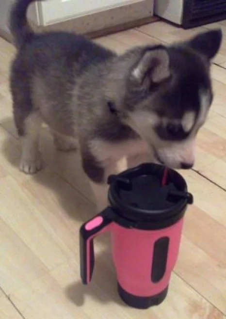 maska%20mug%20drinking2.webp