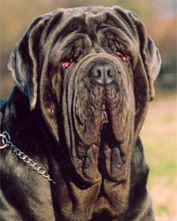 mastino8.jpg