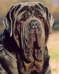 mastino8.webp