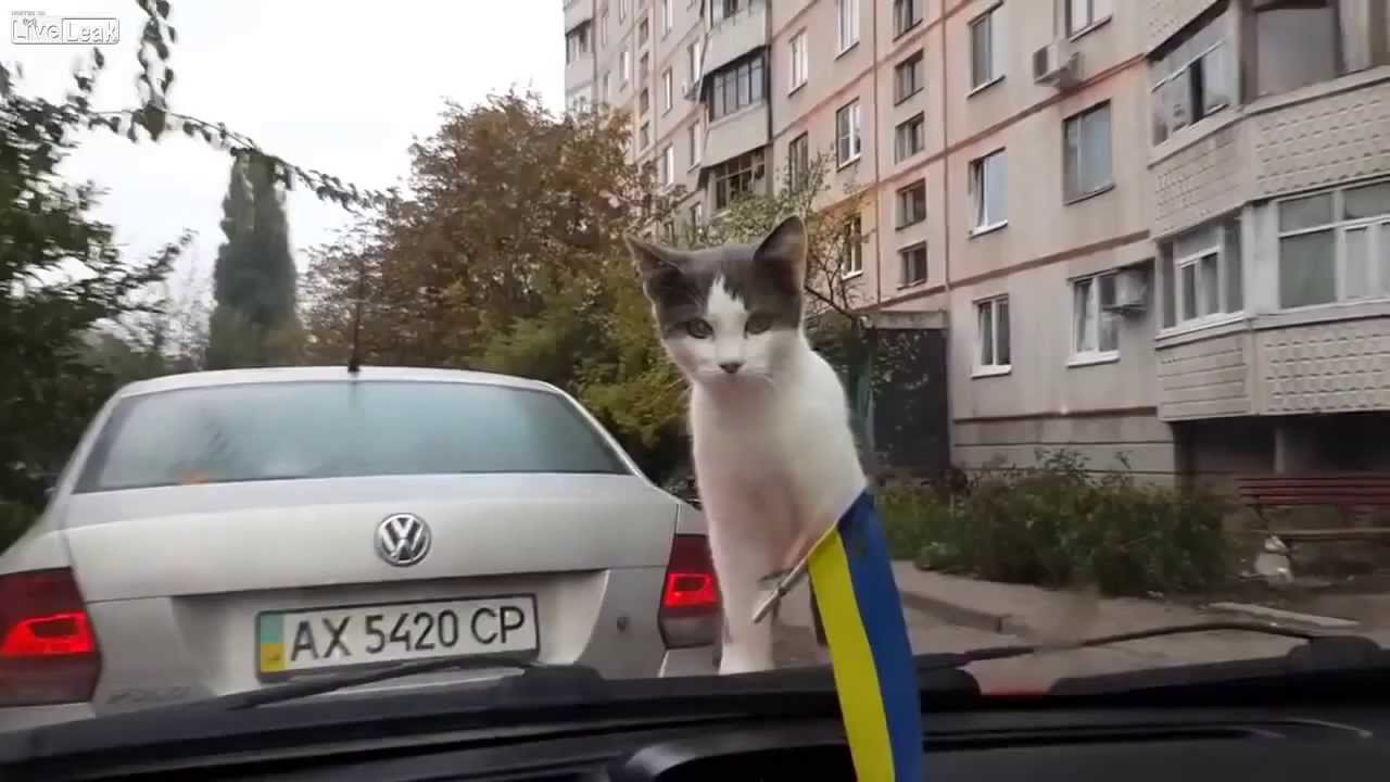 maxresdefault.jpg