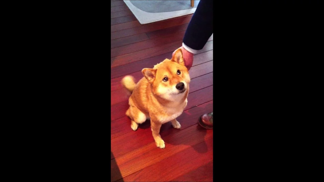 maxresdefault.webp