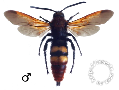 Megascolia_maculata.webp