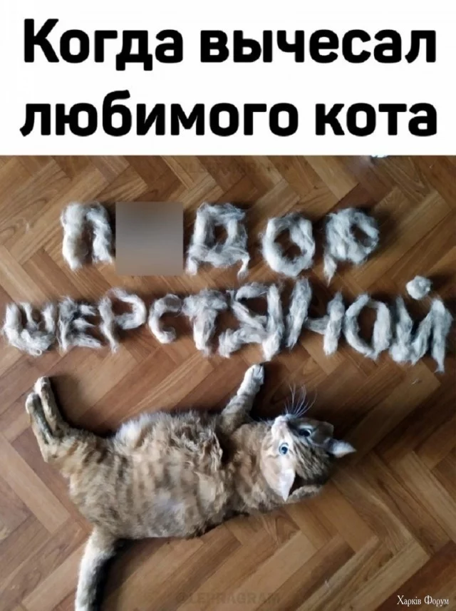 memy18.webp