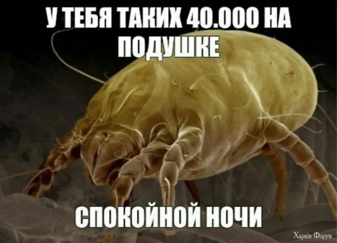 memy22.webp