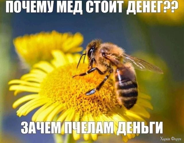 memy6.webp