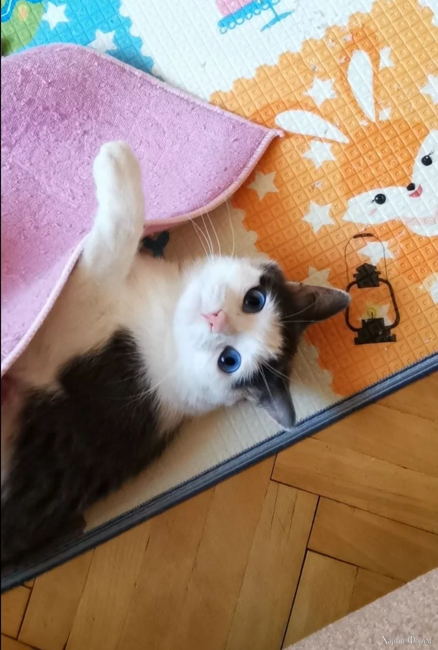 меня лапки.webp