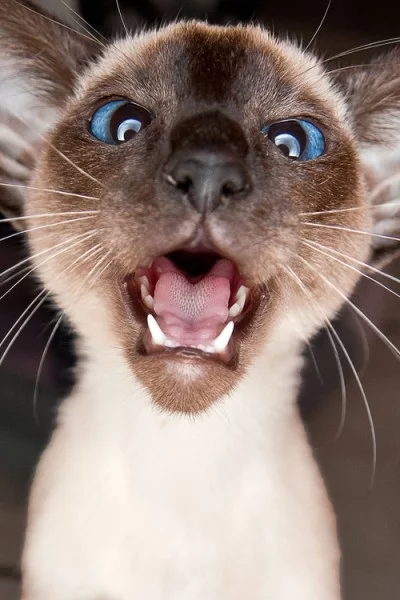 MEOW-400x600.webp