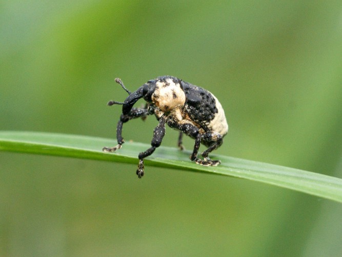 Mesalcidodes_trifidus_02.jpg