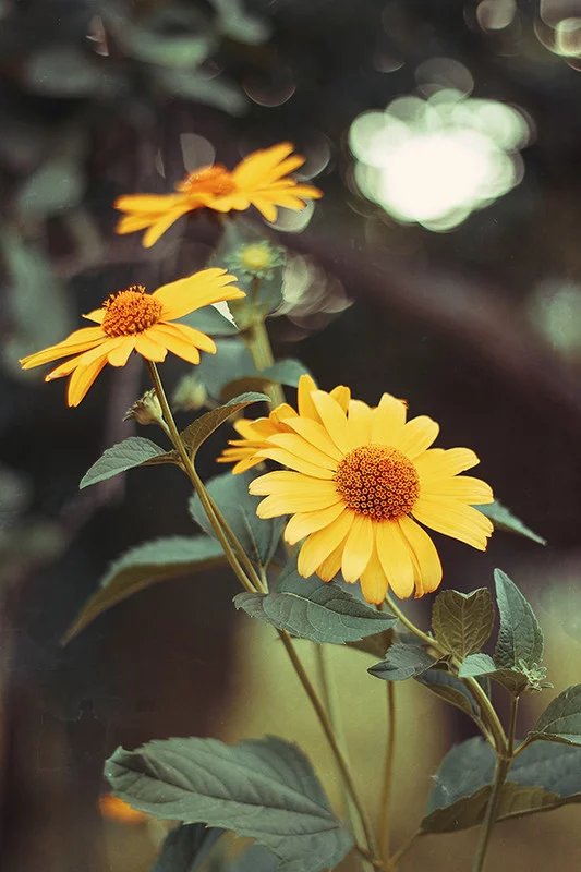 MG_6831.webp