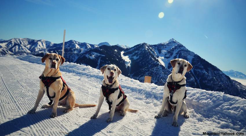 Mick_and_Chloe_and_Oakley_w850.jpg
