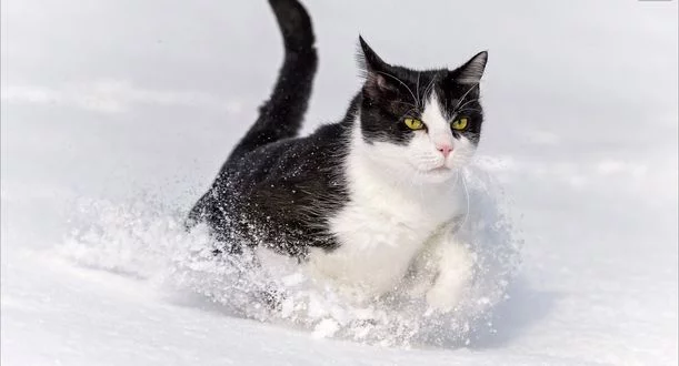 mid_171948_1514.webp