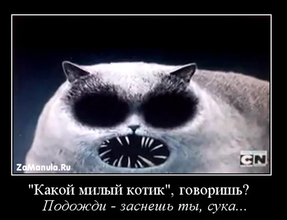 miliy-kotik.webp