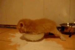 milk-is-hard.gif