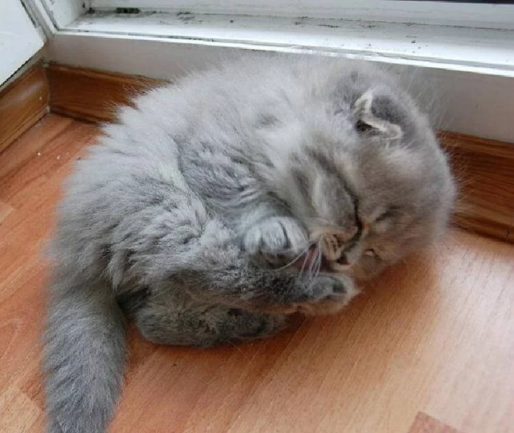 mimimi-kittens_1_1529520640438.webp