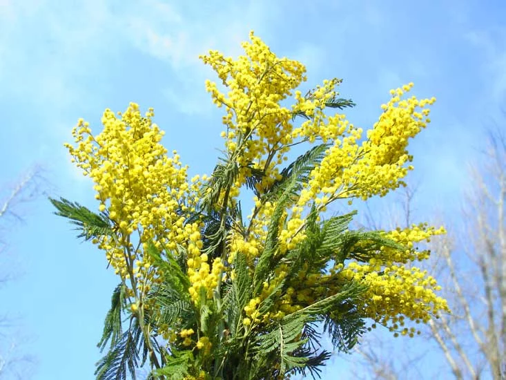mimoza.webp