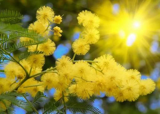 Mimoza6.webp