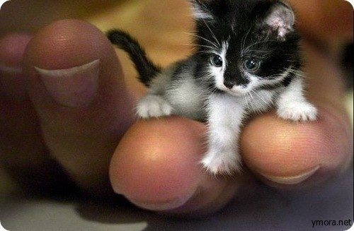 mini_cat.jpg