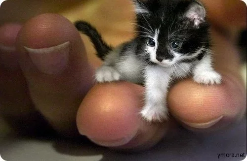 mini_cat.webp