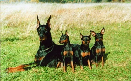 miniature_pinscher_06.webp