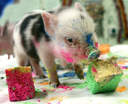 minipig2png.webp