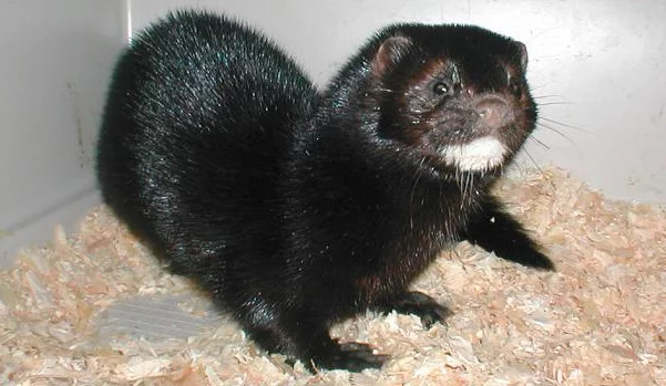 mink.webp