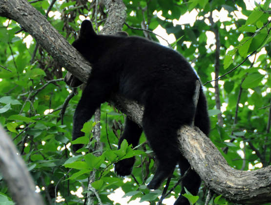 Minnesota-Superior-Forest-Bear-Sleeping2.jpg