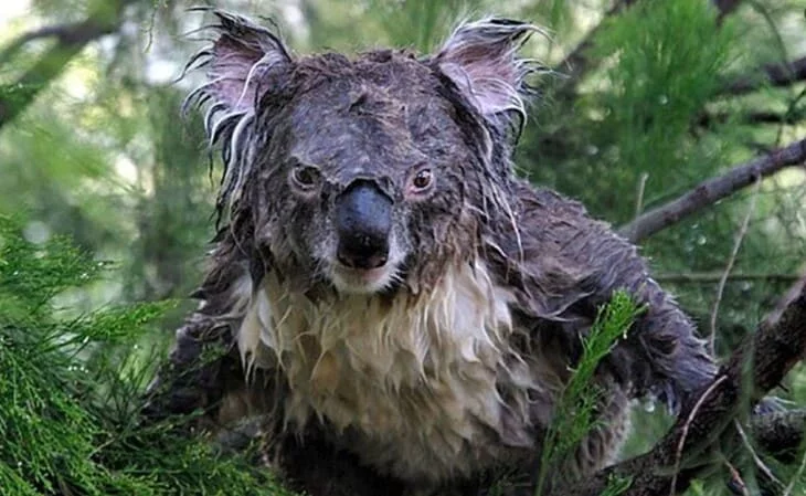 mokraya-koala-15.webp