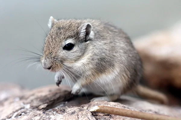 mongol_gerbil_misc_01.webp