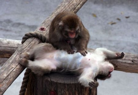 monkey.jpg