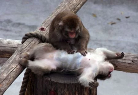 monkey.webp