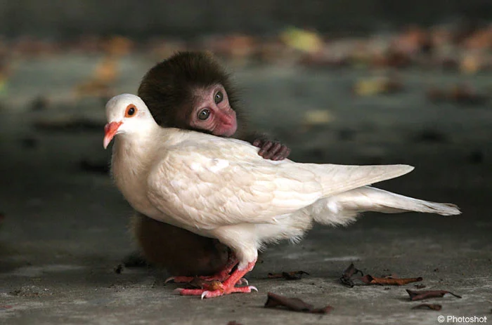 monkeypigPHTSHT1309_700x463.webp