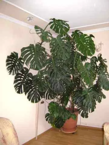 monstera_foto_i_uhod.webp