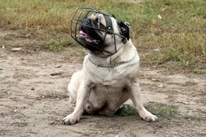 mops-namordnik-0.webp