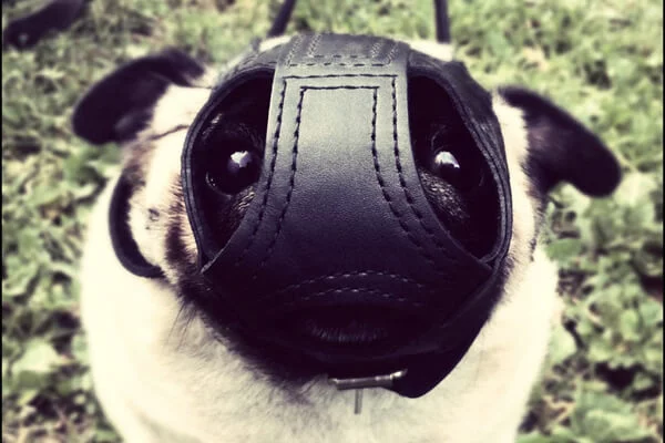 mops-namordnik-1.webp