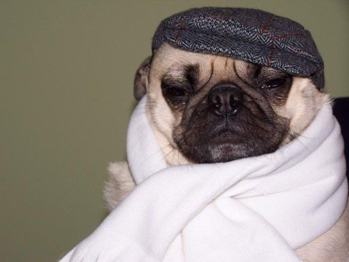 mops_01.jpg