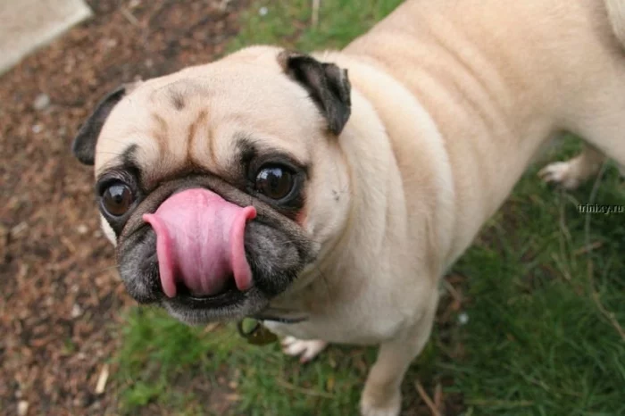 mops_05.webp