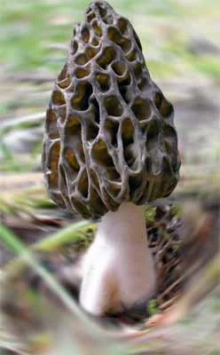 morchella_conica.webp