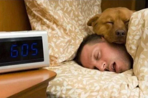 morningdog.webp