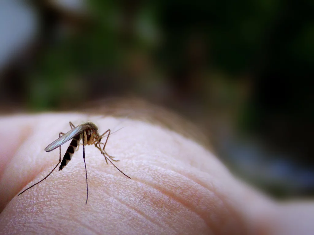 Mosquito-bite.webp