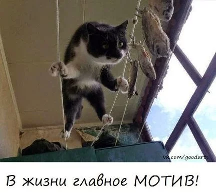 motyv_500.webp