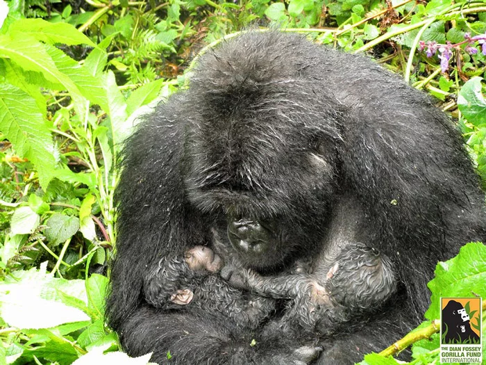 mountain-gorilla-twin.webp