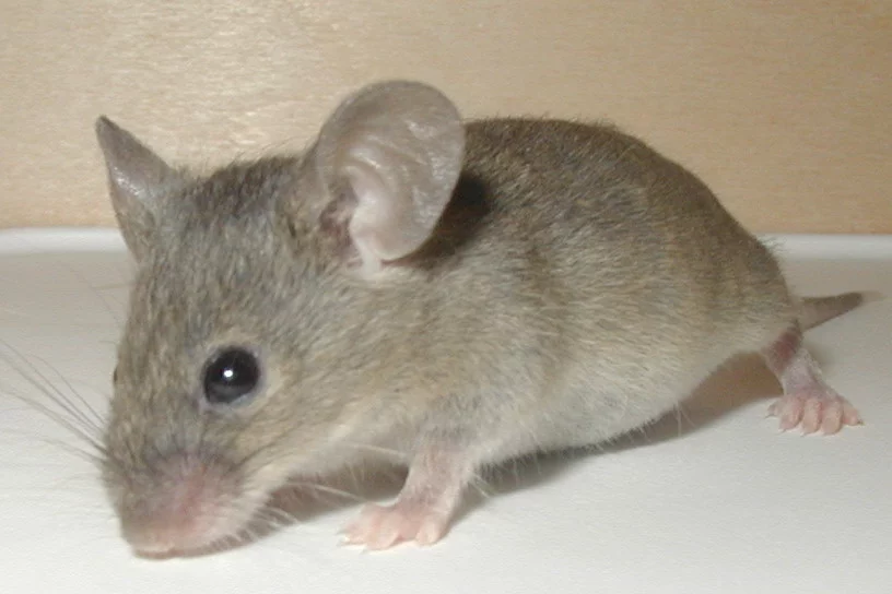 Mouse-19-Dec-2004.webp