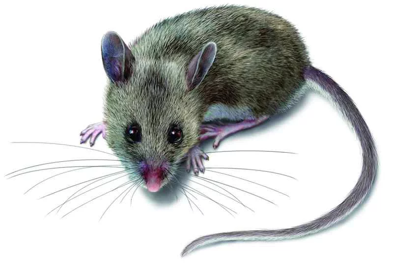 mouse-800x600.webp