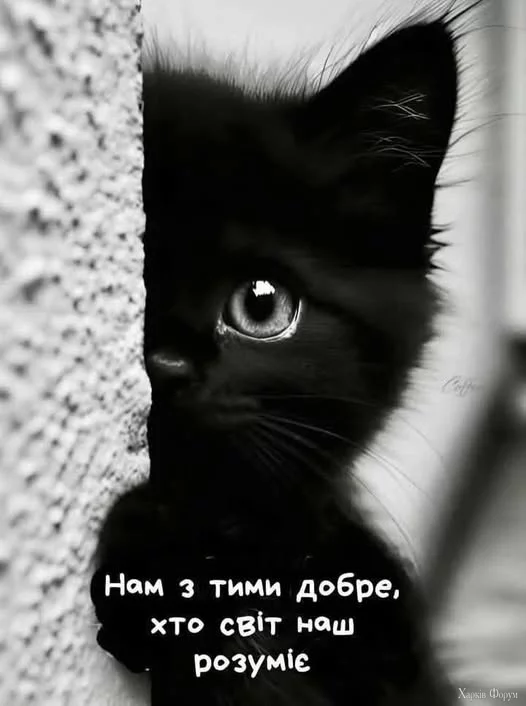 mUEp57L7lMoHFts&_nc_zt=23&_nc_ht=scontent.fiev28-1.webp