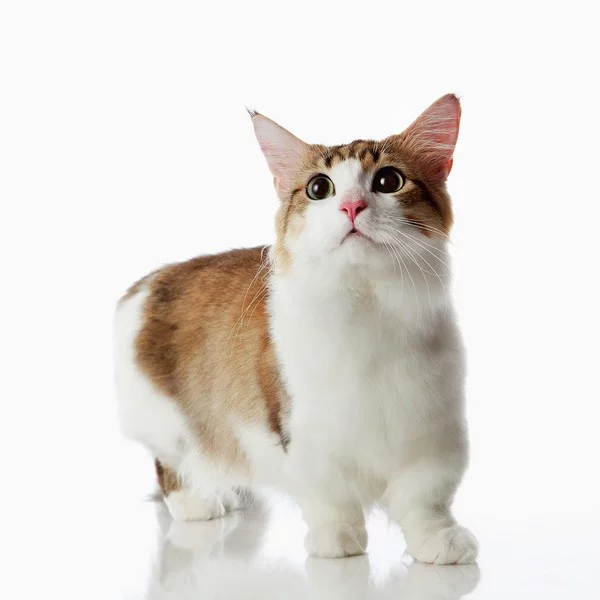 munchkincatultraf.webp