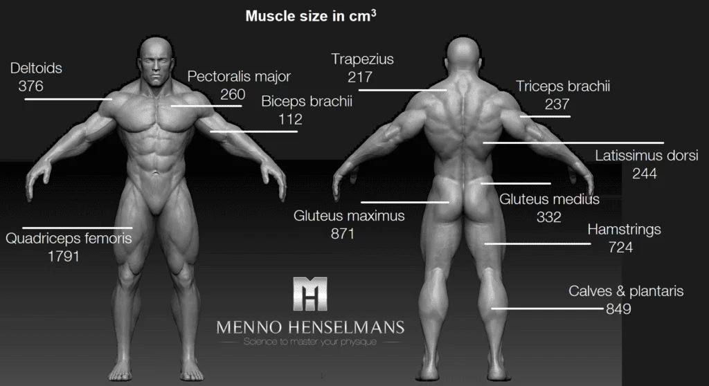 muscle-size-of-each-muscle-men-1024x558.webp